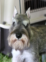 Miniature Schnauzers