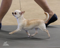 Chihuahuas (Long Coat & Smooth) Sun Nov 23, 2025