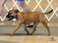 Staffordshire Bull Terriers Sun Nov 23, 2025