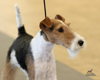 Terriers Sat Nov 22, 2025