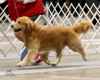 Golden Retrievers Sat Jan 6, 2018