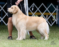 Golden Retrievers Sun Jun 10, 2018