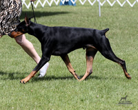 Doberman Pinschers Classes Sat Jun 20, 2026 (Cambridge KC)
