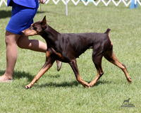 Doberman Pinschers BOB Sat Jun 20, 2026 (Cambridge KC)