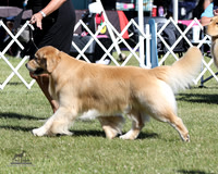 Golden Retrievers Sat Jun 20, 2026