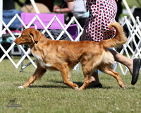 Nova Scotia Duck Tolling Retrievers Sat Jun 20, 2026