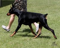 2.RDP_2009