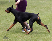 Doberman Pinschers Classes Sat Jun 20, 2026 (GTCDPC Specialty)