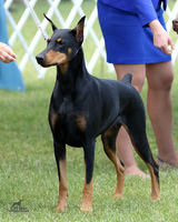 Doberman Pinschers BOB Sat Jun 20, 2026 (GTCDPC)