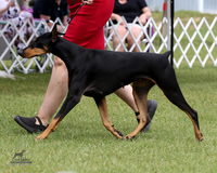 Doberman Pinschers Classes Sun Jun 21, 2026 (Cambridge KC)
