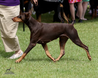 Doberman Pinschers BOB Sun Jun 21, 2026 (Cambridge KC)