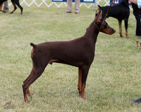 1.RDP_9536
