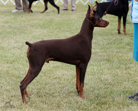 1.RDP_9534