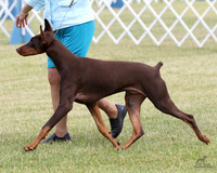 Doberman Pinschers class dogs Fri Jun 21, 2019 (Anoka County KC)