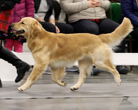 Golden Retrievers Sat Nov 19, 2022