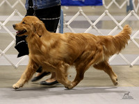 Golden Retrievers Sat May 1, 2021