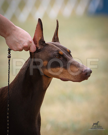 1.RDP_8195