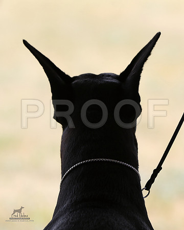 1.RDP_7596