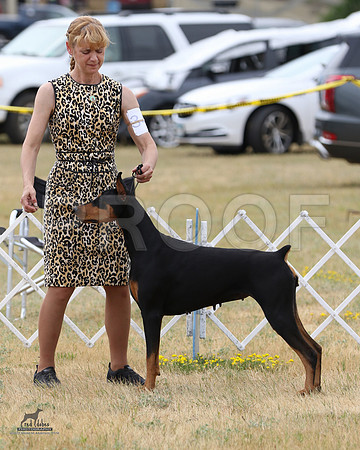 2.RDP_8602