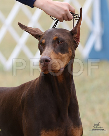 1.RDP_8291