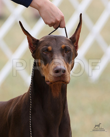 1.RDP_8299