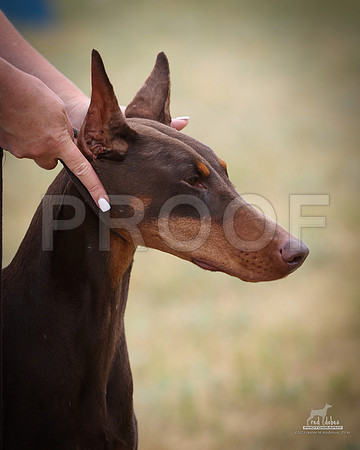 1.RDP_8298