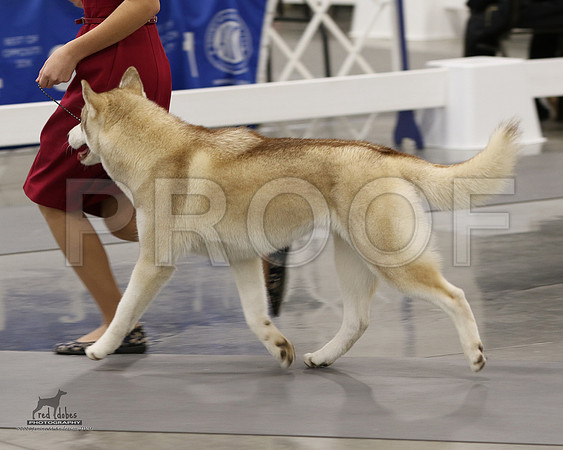 1.RDP_8141
