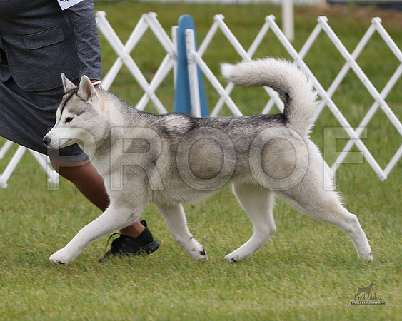 1.RDP_8172