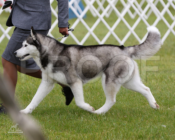 1.RDP_8221
