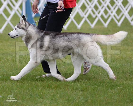 1.RDP_8231
