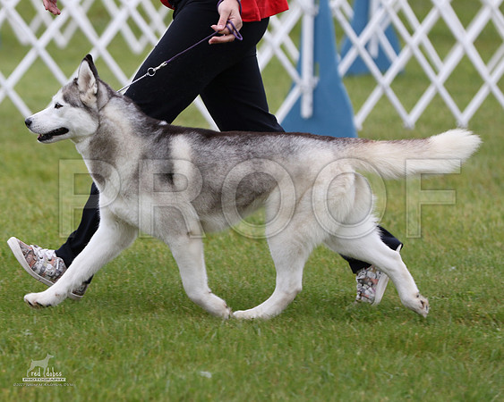 1.RDP_8233