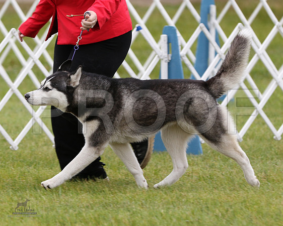 1.RDP_8264
