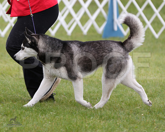1.RDP_8286