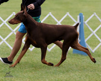 3.RDP_8517