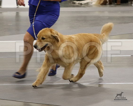 1.RDP_8562