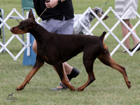 Doberman Pinschers Sat Jun 26, 2021 (GTCDPC Specialty)