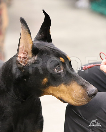 1.RDP_8615