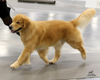 Golden Retrievers Sun Nov 19, 2023