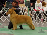 Best In Show Nov 21, 2015