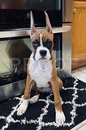 Boxer Ear crop 2022