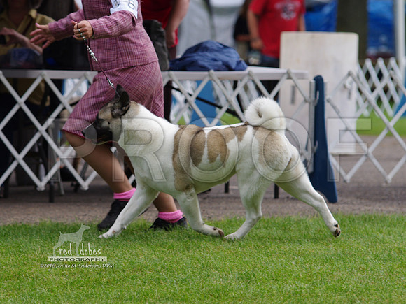 1.IMGP5478