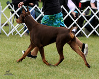 1.RDP_8511