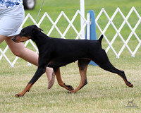 Doberman Pinschers class bitches Fri Jun 21, 2019 (Anoka County KC)