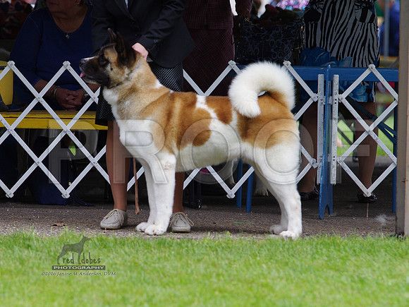1.IMGP5486