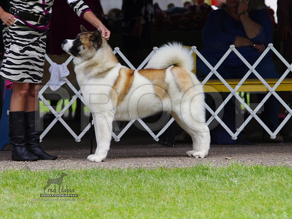 1.IMGP5495