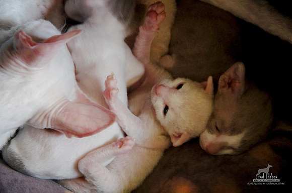 1.IMGP4124
